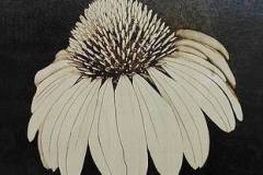 "Coneflower" or "Echinacea"   Pyrography on wood