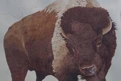 "Protector of the Herd"  detail from "Great Buffalo Migration"  Pyrography on leather