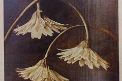 "Trio of Drooping Blooms"   Pyrography on Baltic Birch wood